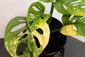 Cây trầu bà đột biến được bán với giá "không tưởng" trong chưa đầy 30 phút