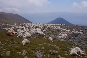 Đàn cừu hơn 500 con bị sét đánh chết đồng loạt.