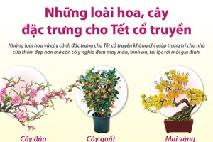 [Infographic] Những loài hoa, cây đặc trưng cho Tết cổ truyền