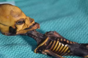 Bí ẩn về bộ xương "người ngoài hành tinh" có đầu hình nón khiến các nhà khoa học phải bối rối