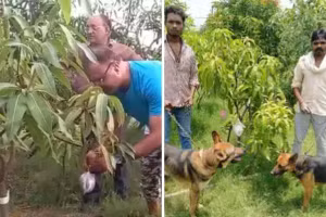Thuê 4 người bảo vệ và nuôi 6 con chó để "trông" 7 quả xoài quý hiếm