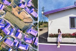 Hòn đảo "tím lịm" thu hút khách du lịch ở Hàn Quốc