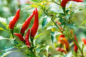 Lần đầu tiên ớt được trồng trên Trạm vũ trụ quốc tế ISS