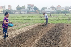 Người nông dân làm đất, tái sản xuất sau bão lũ.