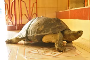 Lạ kỳ ngôi chùa có những "cụ" rùa trăm tuổi... ăn chay, ngủ mùng