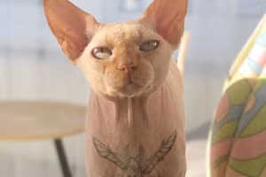 Phẫn nộ người phụ nữ xăm hình cho thú cưng