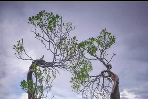 Loài "cây nhảy múa" độc đáo trải dọc bãi biển đảo Sumba