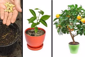 5 loại quả vứt hạt ra cũng mọc thành cây