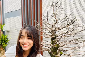 Hải Băng ngậm ngùi than bị trộm cây mai vàng gần 100 triệu đồng