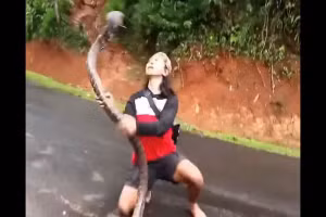 Thót tim người phụ nữ tay không bắt rắn hổ mang "khủng" 