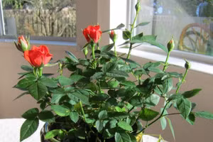 4 loại cây phú quý nên trồng trong nhà để tránh xui xẻo