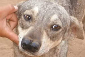 Giống chó cực kỳ hiếm có đến... 2 chiếc mũi