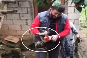 Gà trống thoát chết.