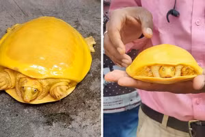 Những điều "kỳ diệu" chỉ có trong tự nhiên