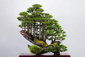 Độc lạ khu rừng bonsai tí hon của Masahiko Kimura