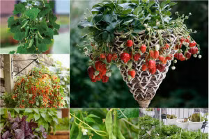 7 loại trái cây và rau mà nông dân phố có thể trồng trong giỏ treo