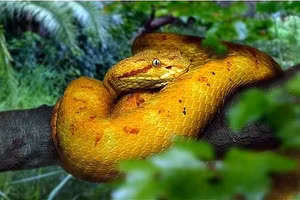 Những hòn đảo nguy hiểm chết người trên thế giới