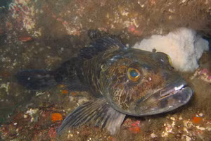 Loài cá kỳ lạ có 555 chiếc răng... và rụng 20 chiếc mỗi ngày