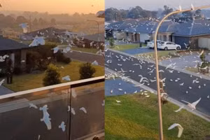 Loài vẹt trắng xâm chiếm thị trấn.