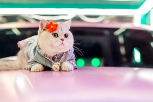 Chú mèo Mao Mao làm mẫu tại một buổi triển lãm oto.