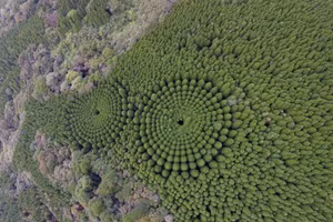 Bí ẩn những vòng tròn cây trong rừng tuyết tùng ở Nhật Bản