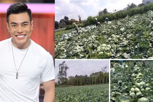 Hàng loạt sao Việt chung tay "giải cứu" nông sản Hải Dương mùa Covid-19