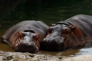 Vật nuôi của trùm ma túy khét tiếng nhất lịch sử đang trở thành mối đe dọa