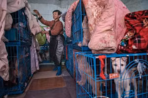 Người phụ nữ nuôi hơn... 1.300 con chó, 100 con mèo