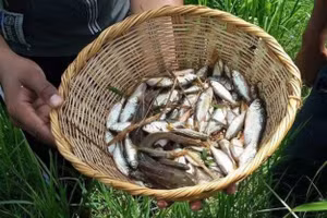 Bí ẩn về cơn mưa cá hàng năm ở Honduras