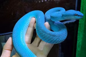 15 con vật kỳ dị nhưng có thật: Cá có cánh, sâu bướm đầu rồng