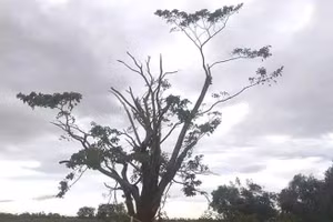 Sửng sốt hình ảnh cây ngô đồng trong phim Mắt Biếc sau bão số 5