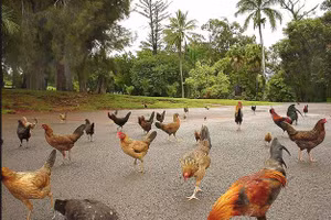 Hòn đảo trở thành quê hương của hàng nghìn con gà hoang dã