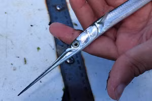 Loài cá mảnh mai được mệnh danh "sát thủ" bậc nhất, nguy hiểm hơn cả cá mập