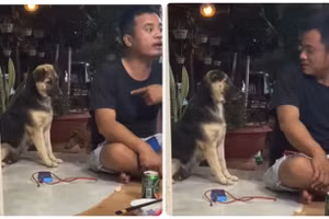 Biểu cảm "khó đỡ" của cún cưng khi bị chủ nói xấu