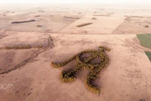 Bí ẩn hình thù kỳ lạ của khu vườn bạch đàn nổi tiếng nhìn từ Google Earth