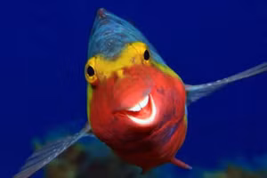 Những "nghệ sĩ hài" của thế giới động vật