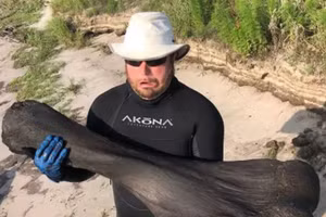 Người đàn ông đi lặn biển tìm thấy xương voi ma mút có niên đại từ Kỷ Băng hà.