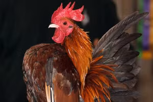 Loài gà nhỏ nhất thế giới sở hữu khả năng đặc biệt 