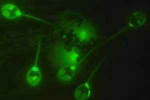 Loài sinh vật kỳ lạ có thể sống sót không cần oxy