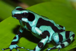 Những loài động vật như đến từ hành tinh khác