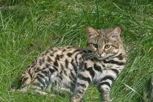 Loài mèo siêu đáng yêu nhưng là "tay" săn mồi hiệu quả nhất hành tinh