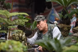 Vạn tuế bonsai bám đá độc đáo phục vụ người chơi Tết.