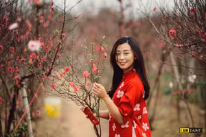 Đào Nhật Tân bung nở những ngày cận Tết, tạo nên một khung cảnh toàn sắc đỏ, hồng.