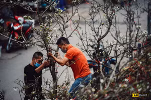 Những cành hoa lê trắng được bày bán nhiều trên đường phố Hà Nội để phục vụ người dân thủ đô chơi xuân.