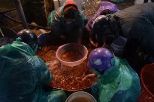 Chợ cá chép đỏ Sở Thượng nhộn nhịp những ngày cận Tết ông Công, ông Táo.