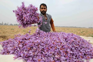 Nhụy hoa nghệ tây (hay còn gọi Saffron) được mệnh danh là "vàng đỏ" bởi mức giá cao khủng khiếp 650 triệu đồng/kg. Ảnh: News.