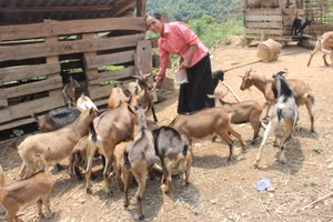 Nhiều hộ gia đình ở Tủa Chùa thoát nghèo từ mô hình nuôi dê