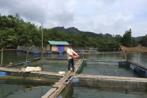 Nhiều hộ gia đình thoát nghèo bền vững từ nguồn vốn vay ưu đãi