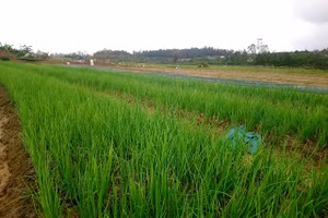 Nông dân trồng hành lá ở Thừa Thiên - Huế chật vật khôi phục sau lũ
