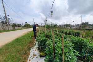 Làng hoa Phú Mậu nổi tiếng Cố đô tất bật chuẩn bị hoa phục vụ Tết